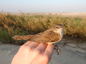  ( - 106530)  @11 [ ] by-sa (2020) Unspecified Weill Cornell Medicine Qatar