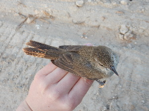  ( - 106530)  @11 [ ] by-sa (2020) Unspecified Weill Cornell Medicine Qatar