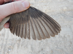  ( - 106530)  @11 [ ] by-sa (2020) Unspecified Weill Cornell Medicine Qatar