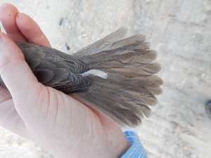  ( - 106531)  @11 [ ] by-sa (2020) Unspecified Weill Cornell Medicine Qatar