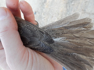  ( - 106531)  @11 [ ] by-sa (2020) Unspecified Weill Cornell Medicine Qatar