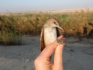  ( - 106531)  @11 [ ] by-sa (2020) Unspecified Weill Cornell Medicine Qatar