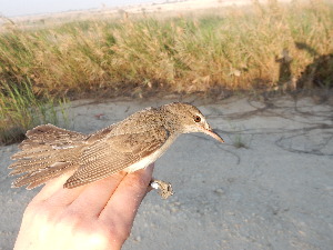  ( - 106531)  @11 [ ] by-sa (2020) Unspecified Weill Cornell Medicine Qatar