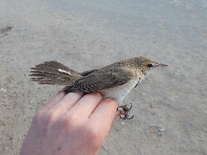  ( - 106531)  @11 [ ] by-sa (2020) Unspecified Weill Cornell Medicine Qatar