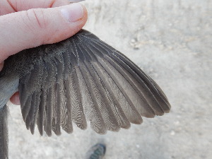  ( - 106531)  @11 [ ] by-sa (2020) Unspecified Weill Cornell Medicine Qatar