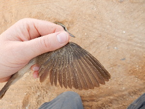  ( - 106535)  @11 [ ] by-sa (2020) Unspecified Weill Cornell Medicine Qatar