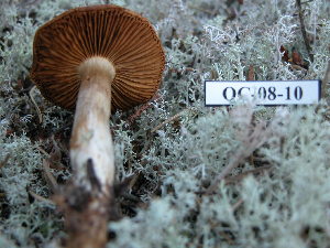  (Cortinarius cf. collinitus - 157317)  @11 [ ] CreativeCommons - Attribution Non-Commercial Share-Alike (2010) Mycology Division, Royal Ontario Museum Royal Ontario Museum