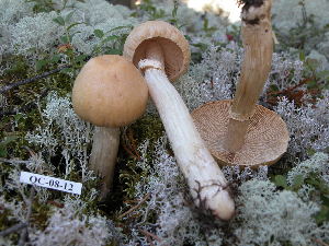  (Cortinarius caperatus - 157319)  @11 [ ] CreativeCommons - Attribution Non-Commercial Share-Alike (2010) Mycology Division, Royal Ontario Museum Royal Ontario Museum