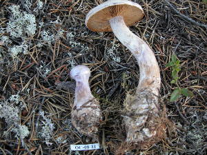  (Cortinarius alboviolaceus - 157338)  @11 [ ] CreativeCommons - Attribution Non-Commercial Share-Alike (2010) Mycology Division, Royal Ontario Museum Royal Ontario Museum