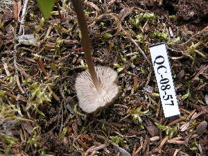  ( - 157364)  @11 [ ] CreativeCommons - Attribution Non-Commercial Share-Alike (2010) Mycology Division, Royal Ontario Museum Royal Ontario Museum