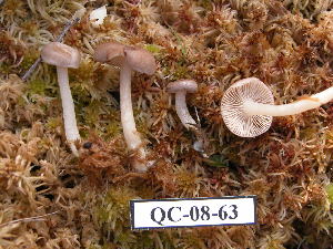  ( - 157370)  @11 [ ] CreativeCommons - Attribution Non-Commercial Share-Alike (2010) Mycology Division, Royal Ontario Museum Royal Ontario Museum