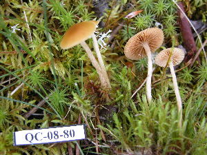  (Galerina sp - 157387)  @11 [ ] CreativeCommons - Attribution Non-Commercial Share-Alike (2010) Mycology Division, Royal Ontario Museum Royal Ontario Museum