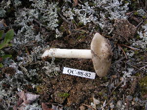  ( - 157389)  @11 [ ] CreativeCommons - Attribution Non-Commercial Share-Alike (2010) Mycology Division, Royal Ontario Museum Royal Ontario Museum