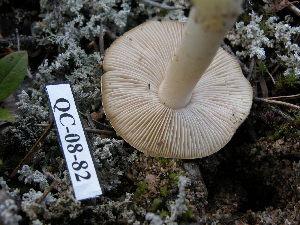  ( - 157389)  @11 [ ] CreativeCommons - Attribution Non-Commercial Share-Alike (2010) Mycology Division, Royal Ontario Museum Royal Ontario Museum