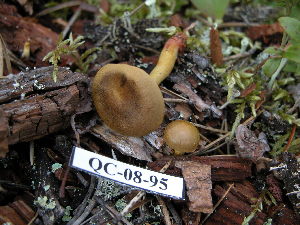  (Cortinarius cf. semisanguineus - 157402)  @11 [ ] CreativeCommons - Attribution Non-Commercial Share-Alike (2010) Mycology Division, Royal Ontario Museum Royal Ontario Museum