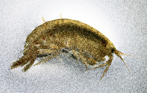  (Anisogammarus - ZHAK-03397)  @11 [ ] CreativeCommons Attribution Non-Commercial No Derivatives (2023) Hakai Institute Hakai Institute