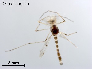  ( - QLF63)  @11 [ ] CreativeCommons-Attribution Non-Commercial Share-Alike (2020) Xiaolong Lin Nankai University, College of Life Sciences