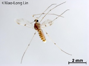  ( - QLF64)  @11 [ ] CreativeCommons-Attribution Non-Commercial Share-Alike (2020) Xiaolong Lin Nankai University, College of Life Sciences