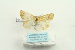  ( - ARB00026204)  @13 [ ] Copyright  SCDBC-KIZ-CAS, Imaging group Kunming Institute of Zoology, CAS