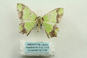  (Agathia curvifiens - ARB00027716)  @13 [ ] Copyright  SCDBC-KIZ-CAS, Imaging group Kunming Institute of Zoology, CAS