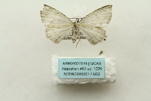  ( - ARB00027918)  @13 [ ] Copyright  SCDBC-KIZ-CAS, Imaging group Kunming Institute of Zoology, CAS