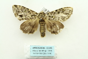  (Acronicta hercules - ARB00028044)  @14 [ ] Copyright  SCDBC-KIZ-CAS, Imaging group Kunming Institute of Zoology, CAS