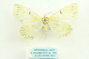  ( - ARB00028403)  @14 [ ] Copyright  SCDBC-KIZ-CAS, Imaging group Kunming Institute of Zoology, CAS