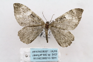  (Rheumaptera nigralbata - ARB00029007)  @13 [ ] Copyright  SCDBC-KIZ-CAS, Imaging group Kunming Institute of Zoology, CAS