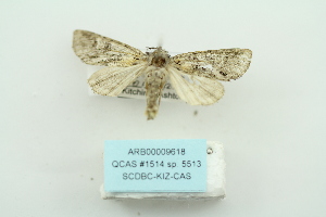  (Haderonia persimilis - ARB00009618)  @12 [ ] Copyright  SCDBC-KIZ-CAS, Imaging group Kunming Institute of Zoology, CAS