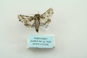  (Eutelia adulatricoides - ARB00009803)  @12 [ ] Copyright  SCDBC-KIZ-CAS, Imaging group Kunming Institute of Zoology, CAS