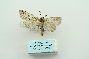  (Haderonia persimilis - ARB00009850)  @12 [ ] Copyright  SCDBC-KIZ-CAS, Imaging group Kunming Institute of Zoology, CAS