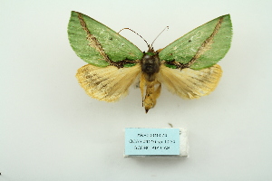  (Cyphanta xanthochlora - ARB00010074)  @11 [ ] Copyright  SCDBC-KIZ-CAS, Imaging group Kunming Institute of Zoology, CAS