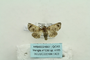  ( - ARB00024807)  @12 [ ] Copyright  SCDBC-KIZ-CAS, Imaging group Kunming Institute of Zoology, CAS