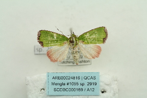  ( - ARB00024816)  @12 [ ] Copyright  SCDBC-KIZ-CAS, Imaging group Kunming Institute of Zoology, CAS