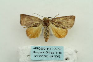  (Xenochroa purpurea - ARB00024843)  @13 [ ] Copyright  SCDBC-KIZ-CAS, Imaging group Kunming Institute of Zoology, CAS
