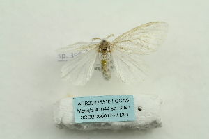  ( - ARB00025316)  @11 [ ] Copyright  SCDBC-KIZ-CAS, Imaging group Kunming Institute of Zoology, CAS