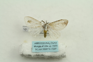  (Leucoma chrysoscela - ARB00025358)  @11 [ ] Copyright  SCDBC-KIZ-CAS, Imaging group Kunming Institute of Zoology, CAS