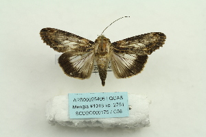  ( - ARB00025406)  @14 [ ] Copyright  SCDBC-KIZ-CAS, Imaging group Kunming Institute of Zoology, CAS