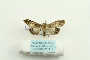  ( - ARB00025529)  @13 [ ] Copyright  SCDBC-KIZ-CAS, Imaging group Kunming Institute of Zoology, CAS