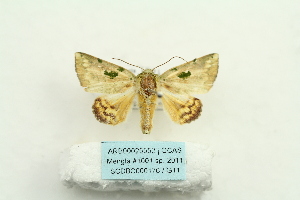  ( - ARB00025552)  @12 [ ] Copyright  SCDBC-KIZ-CAS, Imaging group Kunming Institute of Zoology, CAS