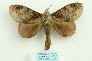  (Kunugia florimaculata - ARB00025592)  @14 [ ] Copyright  SCDBC-KIZ-CAS, Imaging group Kunming Institute of Zoology, CAS
