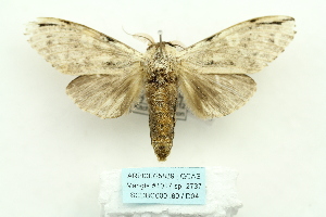  (Stauroplitis accomodus - ARB00025889)  @15 [ ] Copyright  SCDBC-KIZ-CAS, Imaging group Kunming Institute of Zoology, CAS