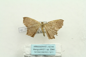  ( - ARB00026157)  @12 [ ] Copyright  SCDBC-KIZ-CAS, Imaging group Kunming Institute of Zoology, CAS