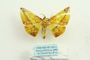  ( - ARB00026180)  @13 [ ] Copyright  SCDBC-KIZ-CAS, Imaging group Kunming Institute of Zoology, CAS