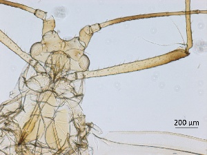  ( - Macrosiphum euphorbiae-P4)  @11 [ ] CreativeCommons - Attribution Share-Alike (2024) Unspecified University of Montreal