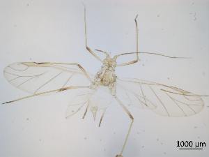  ( - Macrosiphum euphorbiae-P4)  @11 [ ] CreativeCommons - Attribution Share-Alike (2024) Unspecified University of Montreal