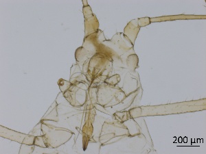  ( - Macrosiphum euphorbiae-P7)  @11 [ ] CreativeCommons - Attribution Share-Alike (2024) Unspecified University of Montreal