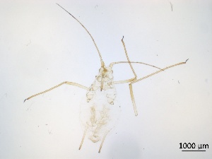  ( - Macrosiphum euphorbiae-P7)  @11 [ ] CreativeCommons - Attribution Share-Alike (2024) Unspecified University of Montreal