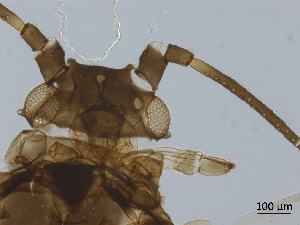  ( - Schizaphis scirpicola-P12)  @11 [ ] CreativeCommons - Attribution Share-Alike (2024) Unspecified University of Montreal