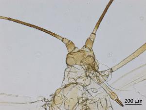  ( - Macrosiphum euphorbiae-P27)  @11 [ ] CreativeCommons - Attribution Share-Alike (2024) Unspecified University of Montreal